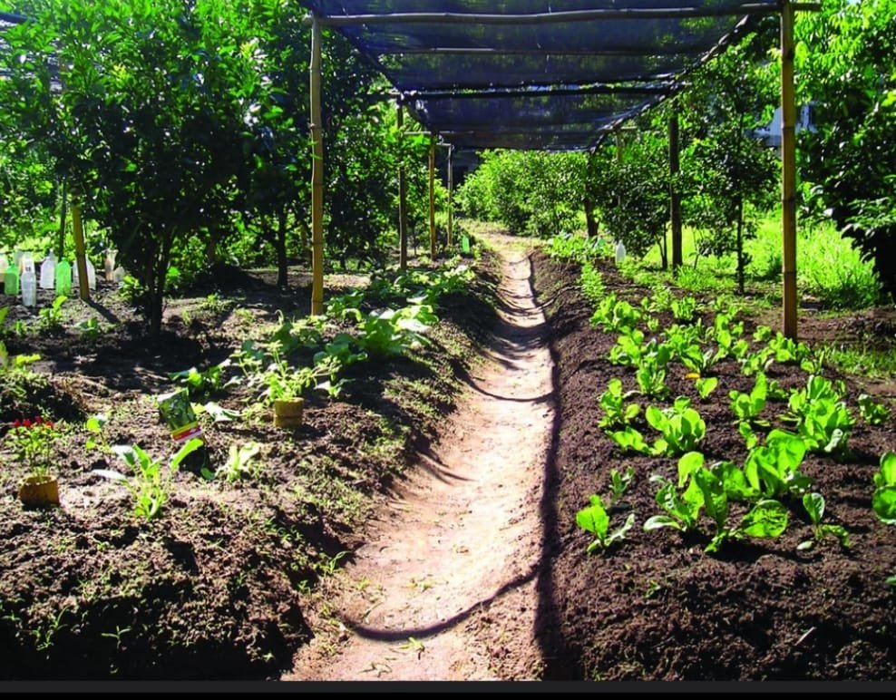 जैविक खेती: अधर में योजना,जागरूक नहीं कृषि विभाग,अब NGO को जिम्मेदारी