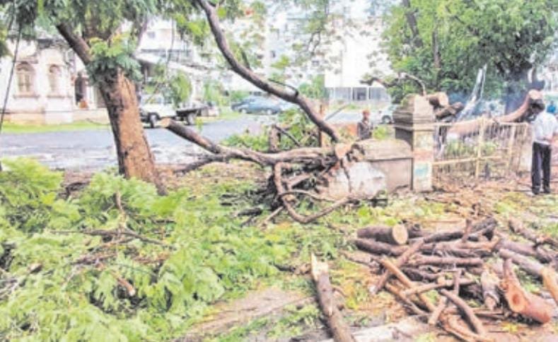 तारों को तोड़कर गिरे दो पेड़, बिजली सप्लाई हुई बाधित