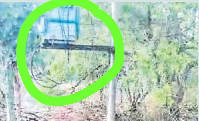 करंट से चार मवेशियों की मौत 