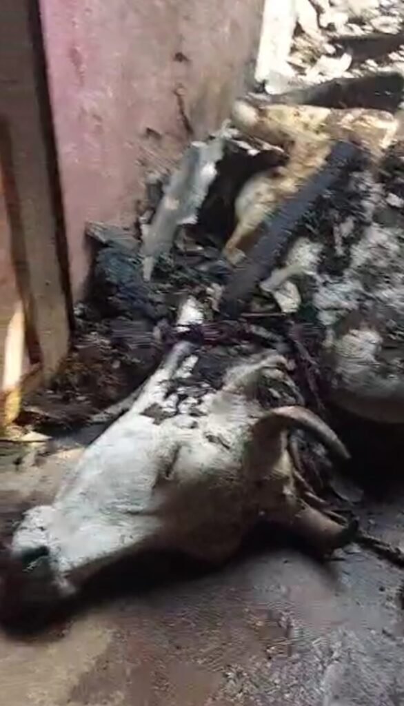 आग की लपटों में ज़िंदा जल गईं दो गाय 