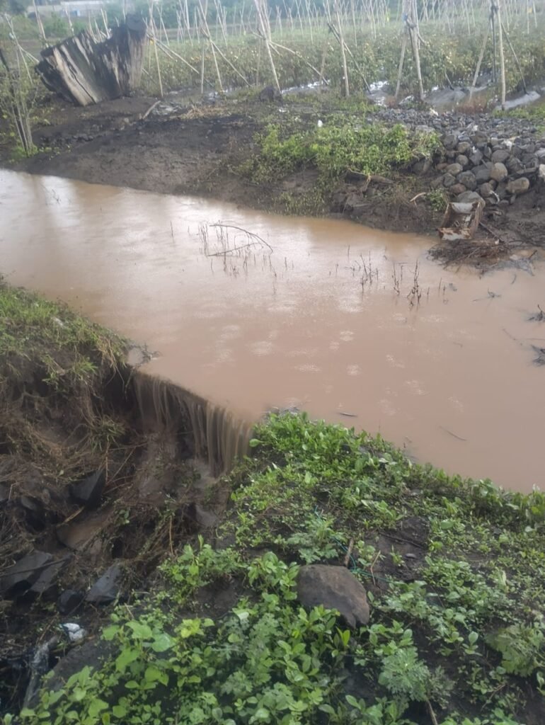 नहर के टूटने से खेतों में घुसा पानी,फसल हुई बर्बाद