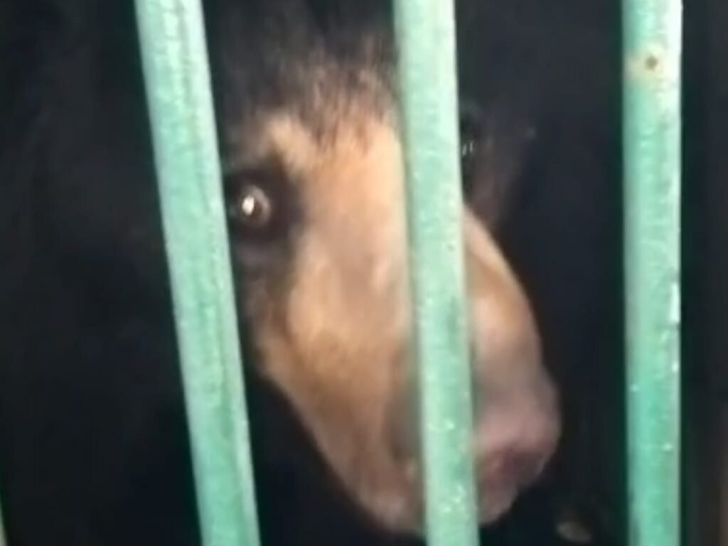 चिड़ियाघर में आये चार नए मेहमान