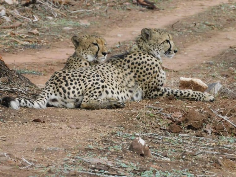 गांधी सागर बना चीतों का नया घर, नीलगाय बनी शिकार की पहली पसंद