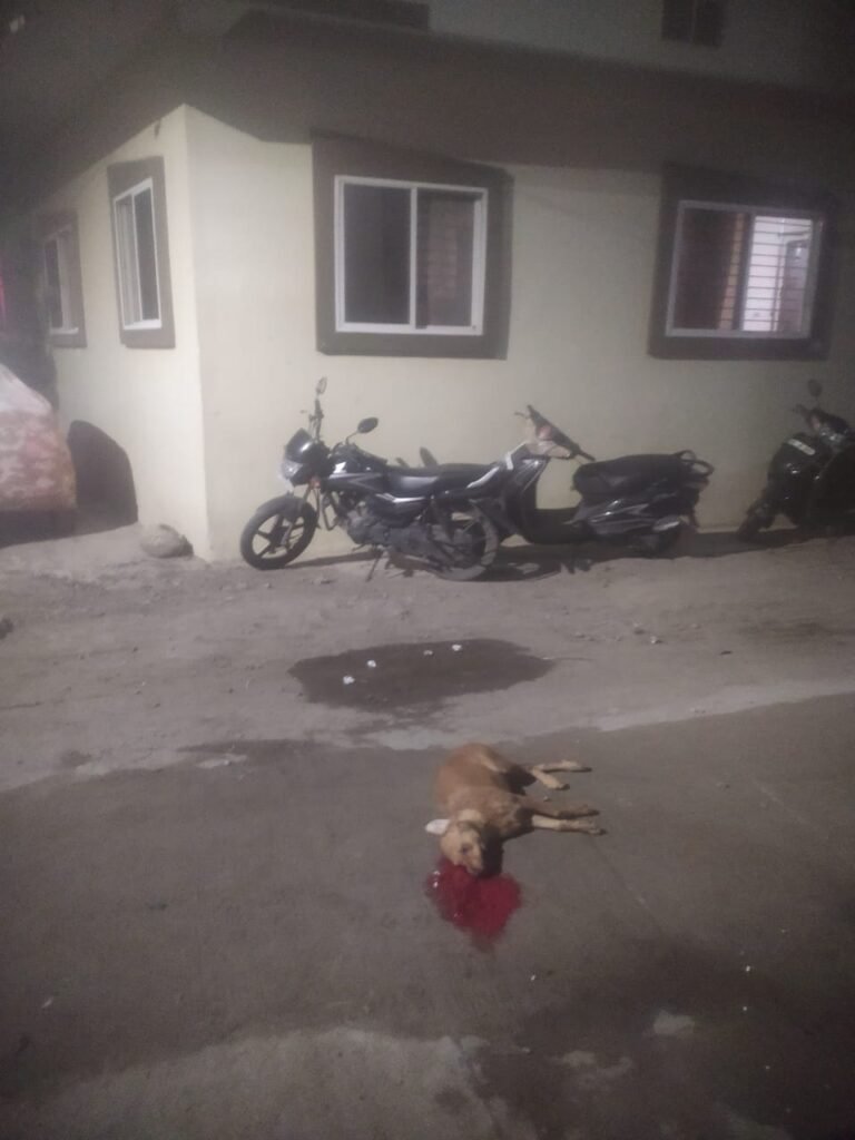 कार की टक्कर से श्वान की मौत, विरोध करने पर दी जान से मारने की धमकी