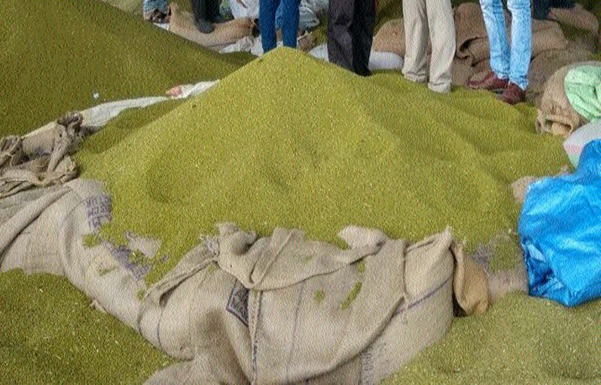 उड़द- मूंग उपार्जन की नहीं कोई तैयारी, किसान बेच रहे प्राइवेट