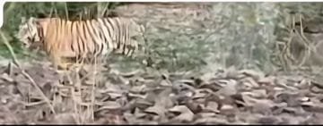 माधव टाइगर रिजर्व में पर्यटकों को दिखा “तांडव’ टाइगर