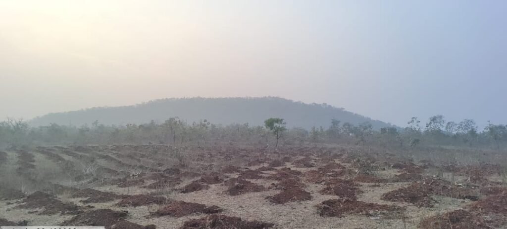 90 हजार पौधे लगाकर और घना करेगा महू के जंगल को वन विभाग