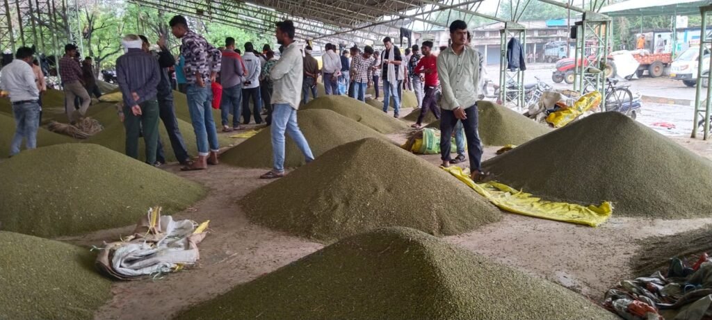 लेट शुरु हुई प्रकिया, पहले से ही बेच रहे किसान मूंग, 700 किसानों ने कराया पंजीयन
