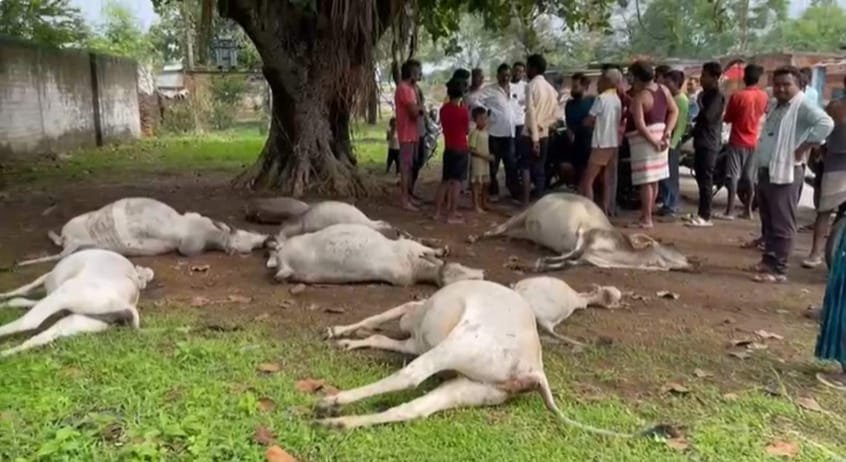 नशे में धुत ड्राइवर ने मवेशियों को कुचला, 8 गायों की मौत