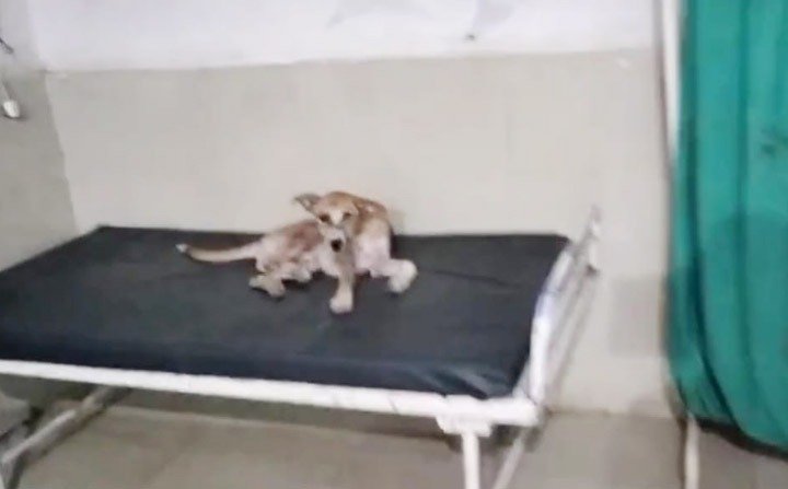 मरीजों के बेड पर कुत्ता: जांच के लिए समिति गठित