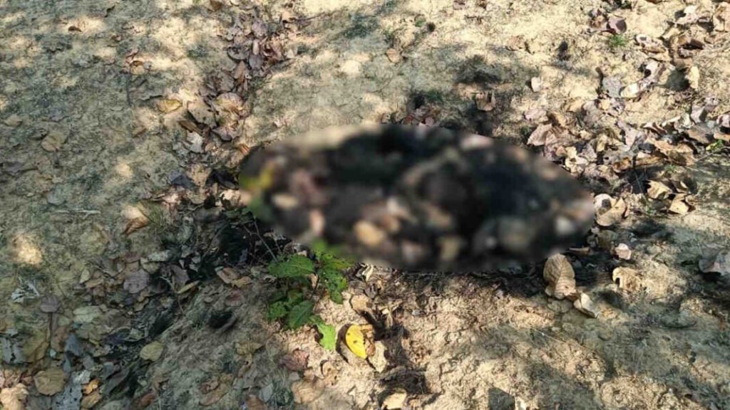 चितरवई के जंगल में मिला भालू का शव