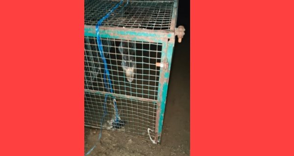 जाल में फंसा मगरमच्छ