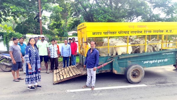 नगर पालिका ने 3 दिन में पकड़े 34 आवारा मवेशी