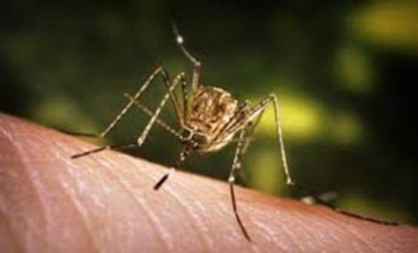 बस्तर में जापानी बुखार बीमारी का कहर