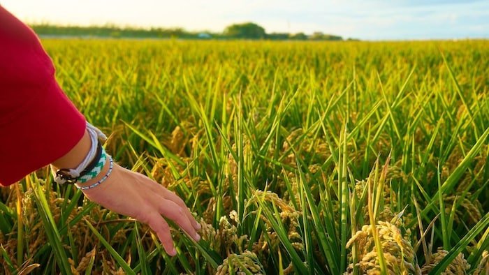 किसान 31 जुलाई तक करा सकते हैं अपनी फसल का बीमा