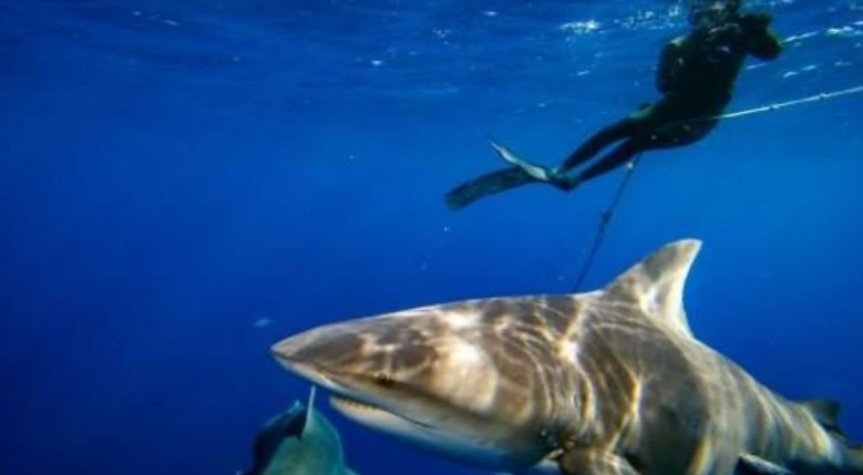 सिडनी के तटों पर क्यों बढ़ती है बुल शार्क की मौजूदगी? बदलता समुद्री तापमान और बारिश मुख्य वजह