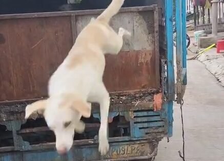 श्वान शावकों को जबरन रीलोकेट करने की कोशिश, कचरा वाहन चालक पर लगा आरोप