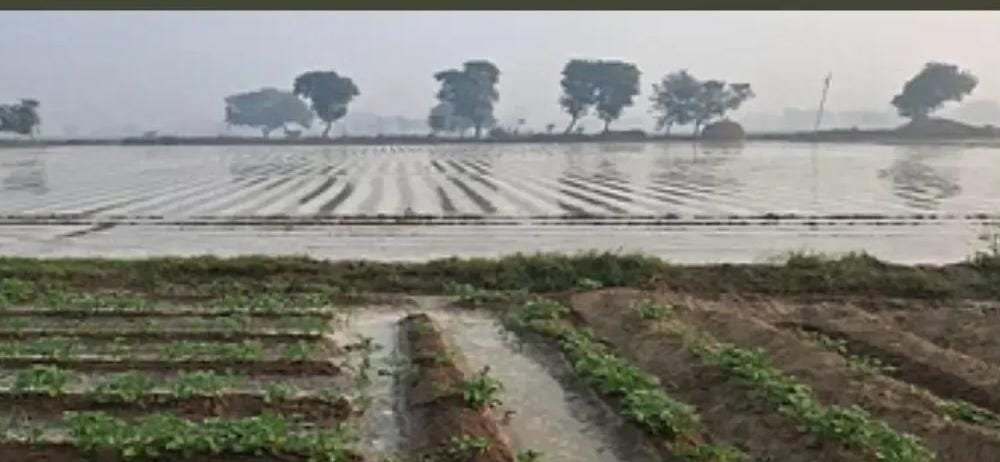 चौमासे की आंधी बारिश खेतों में बीजों से पूर्व बनी मुसीबत, 80 प्रतिशत बुवाई बाकी