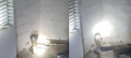 भिंड में मंदिर में सो रहे पुजारी को ‘ब्लैक कोबरा’ ने डसा, हुई मौत