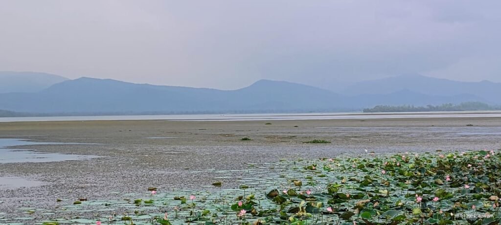 सतपुड़ा डेम में खराब पौधों की भरमार, जलस्रोत संकट की ओर कर रहे इशारा