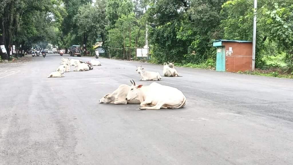 हाका गैंग नदारद,आवारा मवेशी बने सड़क के ‘दुर्घटना दूत’