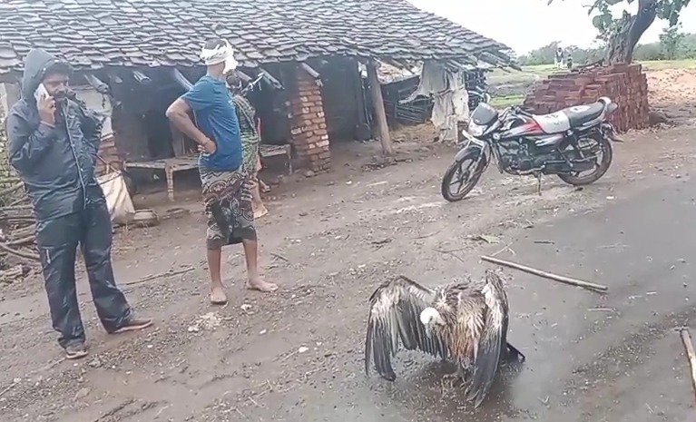 बबलिया में मिला बीमार गिद्ध, जबलपुर उपचार के लिए भेजा