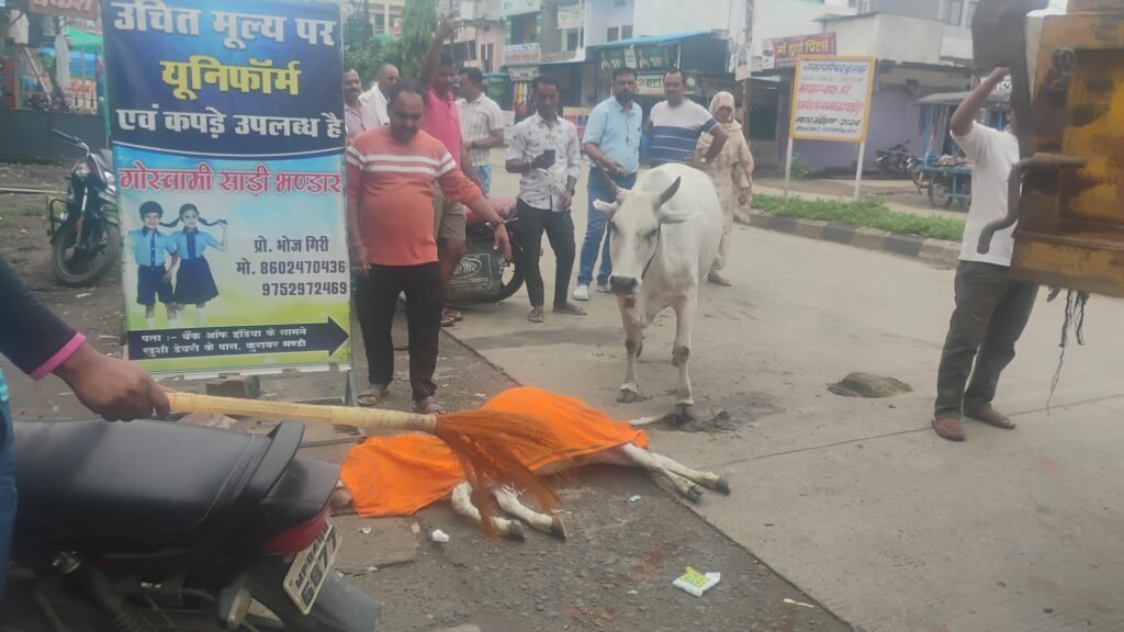 सुठालिया, कुरावर में वाहनों की टक्कर से 2 गौवंश मृत, राजगढ़ में 2 गायों ने दम तोड़ा