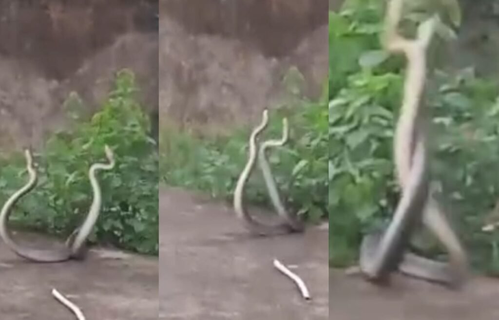 नाग-नागिन का प्रेम मिलन बना आकर्षण का केंद्र, न्यायालय परिसर में दिखा अद्भुत नजारा