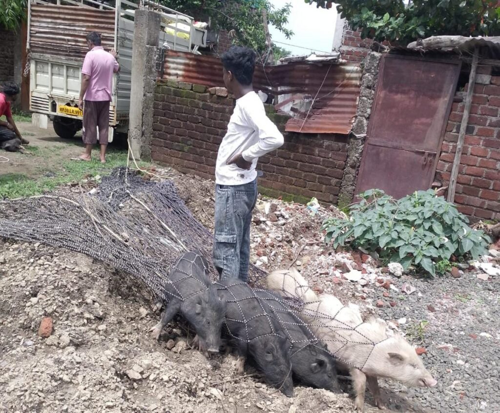 बागली नगर परिषद आवारा पशुओं की समस्या को लेकर आदेश के दूसरे दिन आया एक्शन के मोड पर