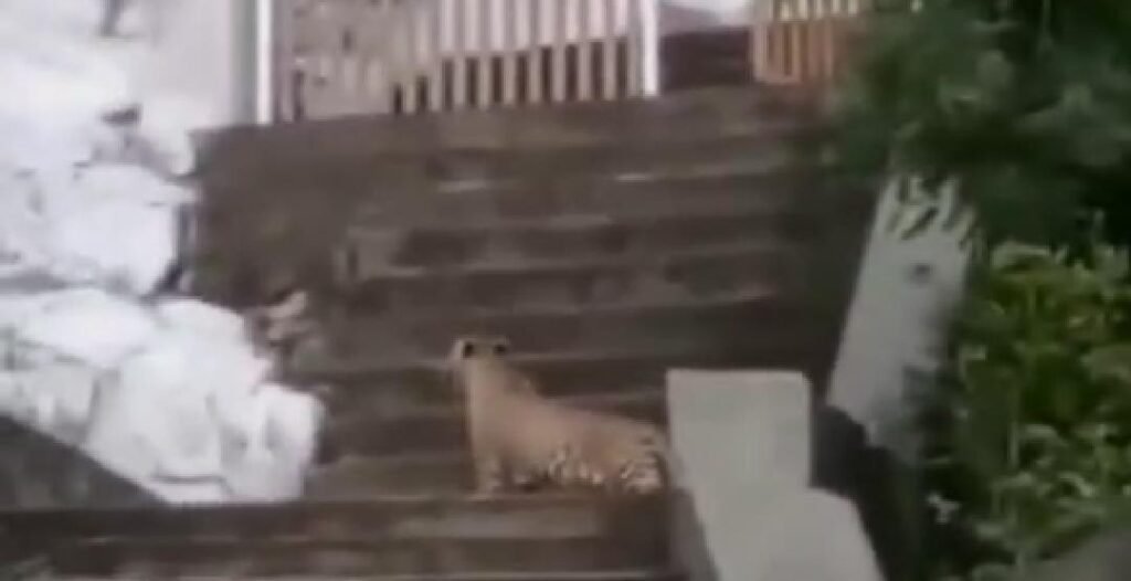 तेंदुए के वायरल वीडियो को वन विभाग ने बताया फेक