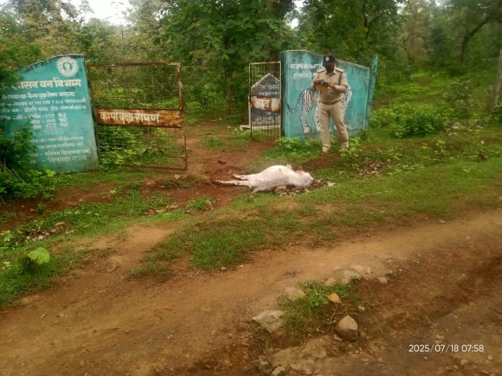 तेंदुए ने फिर किया गाय का शिकार, ग्रामीणों में दहशत 