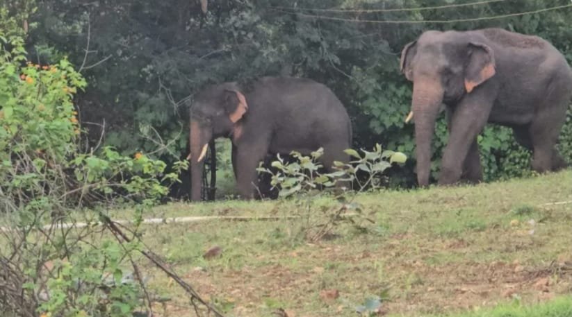 अब आकाशवाणी से मिलेगी हाथियों के मूवमेंट की जानकारी