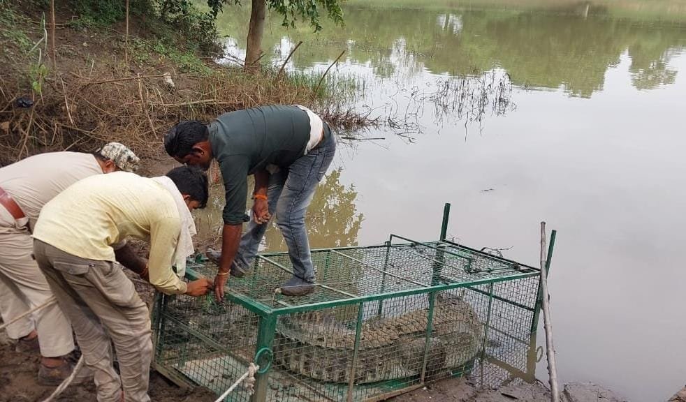 महिला को शिकार बनाने वाला मगरमच्छ, वन विभाग की कैद में रेस्क्यू कर पिंजरे में किया कैद