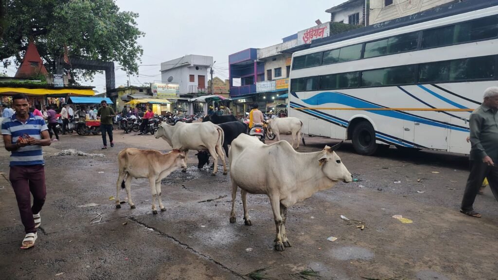 बस स्टैंड, चौक-चौराहों पर मवेशियों का आतंक, रेस्ट हाउस में चिल्लाती रही बछिया