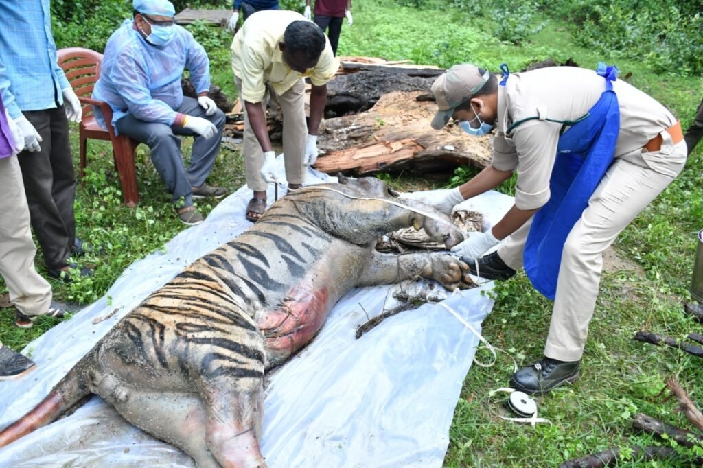बंजर नदी में बहते मिले बाघ का पोस्टमार्टम के बाद हुआ अंतिम संस्कार
