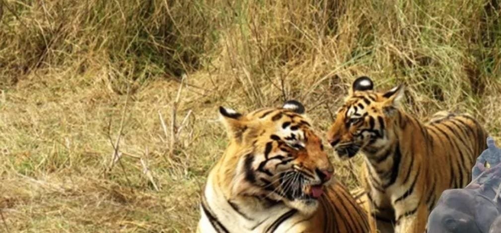 शिवपुरी में बाघो की तलाश करने कूनो से हाथी मंगाए गए