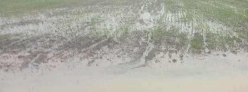 फसलों के लिए वरदान बारिश से अब संकट, जलमग्न फसलों को लेकर चिंतित किसान