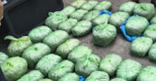 85 किलो गाँजा की खेप के साथ गैंग पकड़ाई 