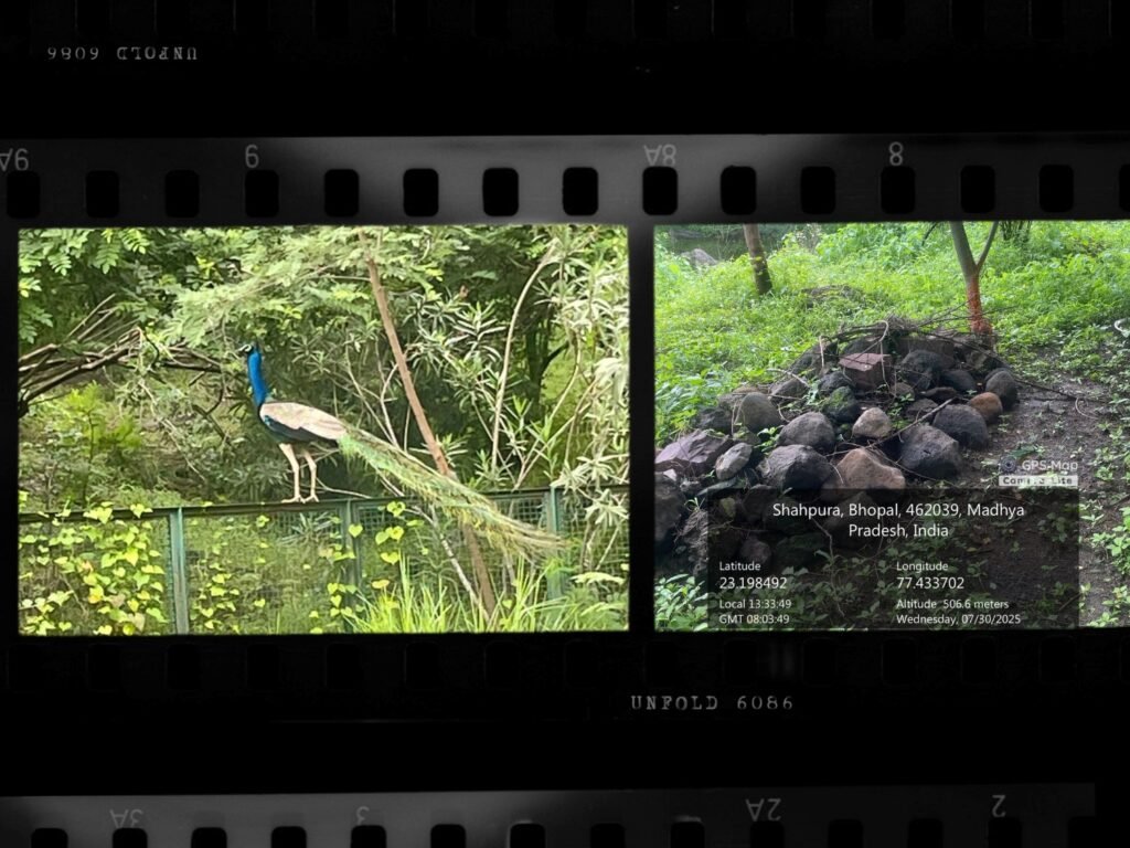 शाहपुरा का मोर वन बना कब्रगाह, स्थानीय लोगों में आक्रोश