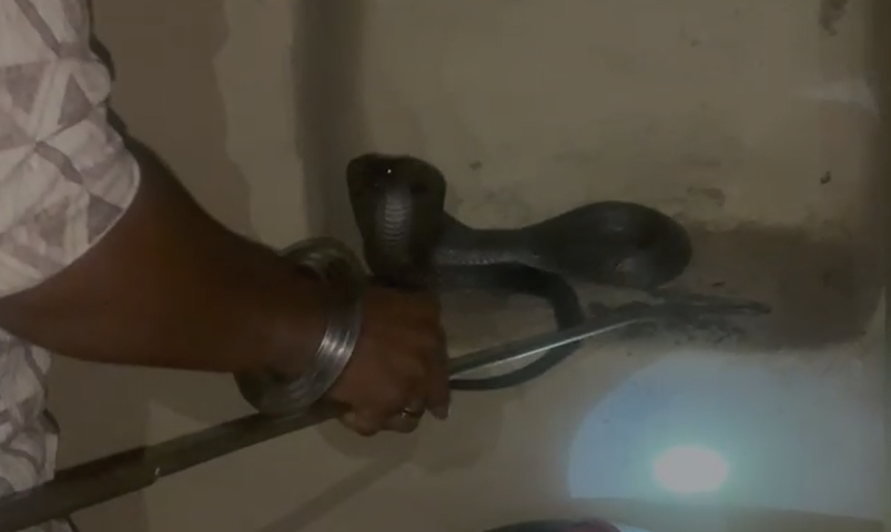 घर में घुसे जहरीले कोबरा से बालिका बाल-बाल बची, सर्पमित्र ने किया रेस्क्यू