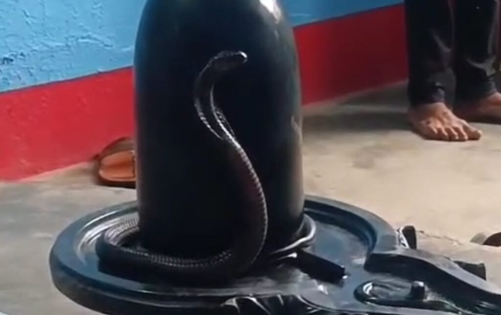 देवगांव में श्रावण मास में चमत्कार !!शिवलिंग पर प्रकट हुआ नाग, श्रद्धालुओं का सैलाब