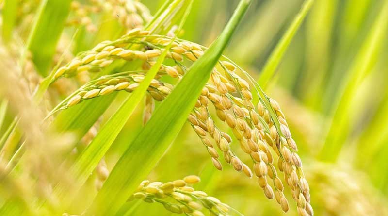 श्री विधि से धान की रोपाई कर किसान ले सकते है लाभ