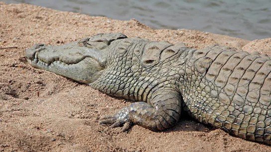 चुसलई गांव में 300 किलो वजन के मगर का रेस्क्यू