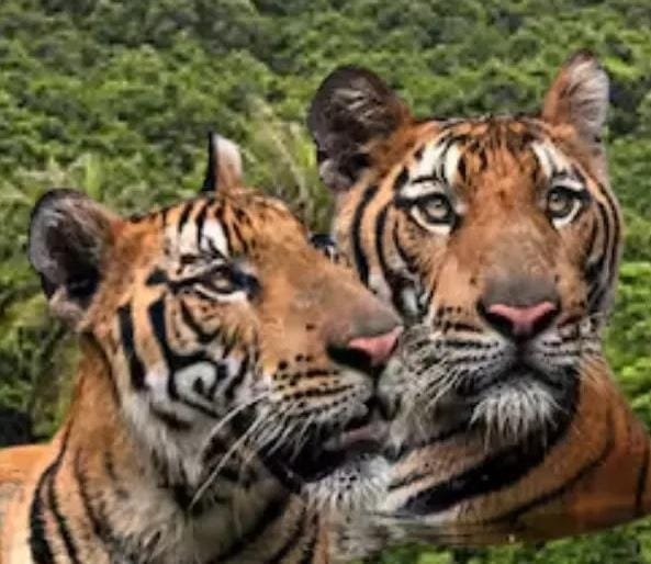 माधव नेशनल टाइगर रिवर्ज में पर्यटकों की संख्या बढ़ी