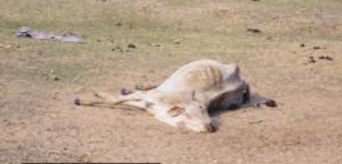 आईसर ने रौंदा, गौवंश की मौत