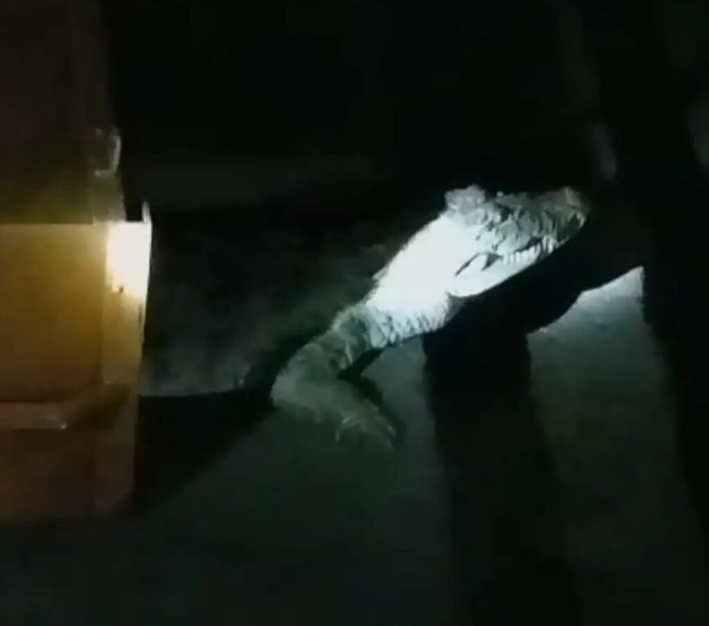 झाड़ियों में मगरमच्छ देख गांव में मच गई चीख पुकार