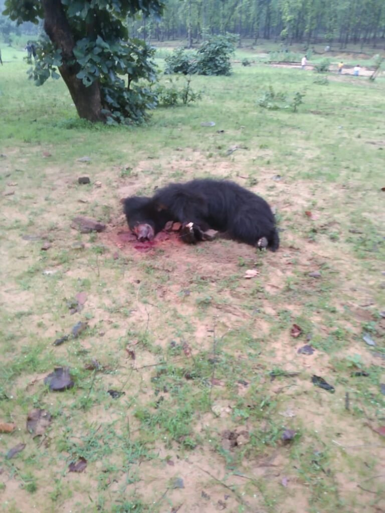 जंगली भालू के हमले से दो लोगों की मौत, तीन घायल