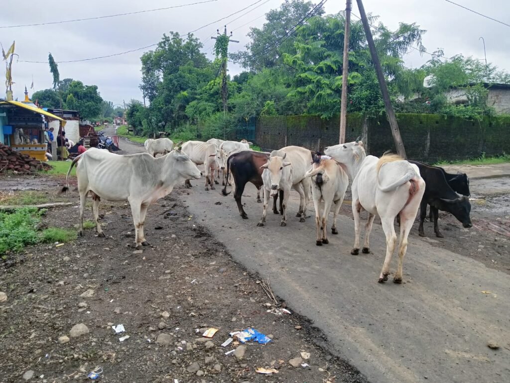 आवारा मवेशी कर रहे फसलों को नुकसान