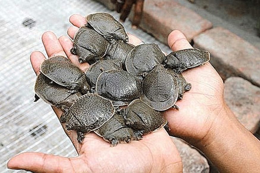 जौरा कस्बे में कछुआ की तस्करी का मामला सामने आया