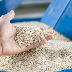 तीन सदस्यीय टीम करेगी मिलर के चावल की जांच